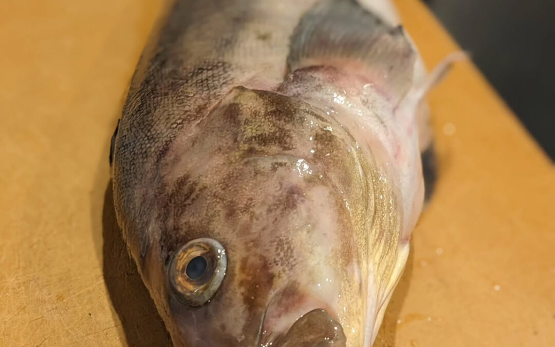 北海道の根ホッケ