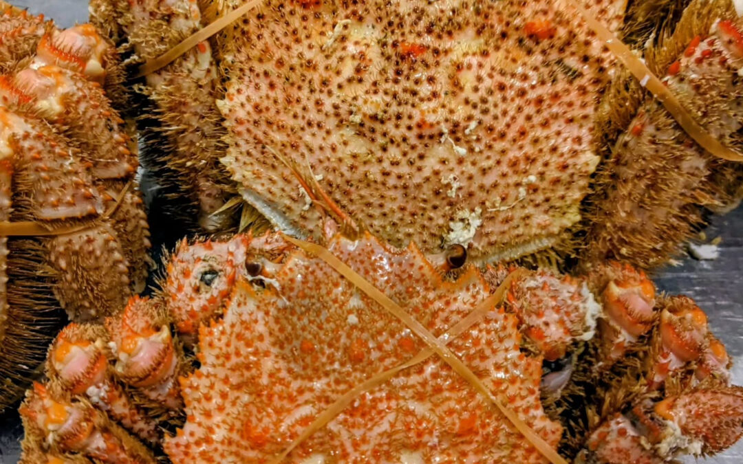 北海道の毛ガニ、鹿児島の車海老、皆様のご来店をお待ちしており